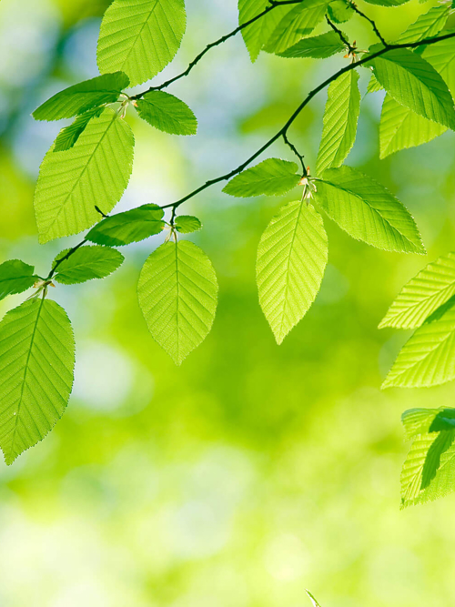 Foresight Group Completes Acquisition of WHEB Asset Management